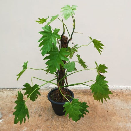 philodendron lacerum plant Philodendron- Lacerum – tizardin.mu