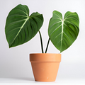 philodendron_gloriosum_plant_tizardin.mu