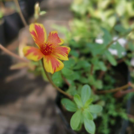 Portulaca-Orange_Yellow_tizardin