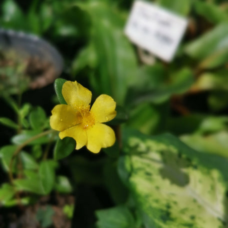 Portulaca-Yellow_tizardin