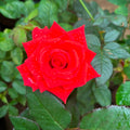 Rose_D.Orange_tizardin