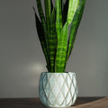 Sansevieria_Fasciata_tizardin.mu