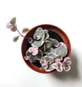 Variegated String of Hearts trailing plant with pink and green leaves
