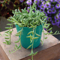 Green potted plant on a wooden surface with blurred purple flowers in the background from tizardin.mu in Mauritius