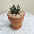 Style1_Succulent_terracotta_pot_tizardin