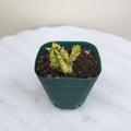 Succulent_s11_tizardin