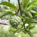 Sugar_Apple_Tree_tizardin.mu