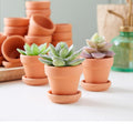 Terracotta_Pot_tizardin