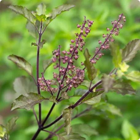 Tulsi plant