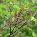 Tulsi plant