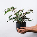 Calathea_White_Fusion_tizardin.mu