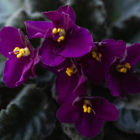 african-violet-plant-tizardin.mu