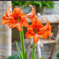 amaryllis_tizardin