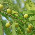 amla-tree-mauritius-tizardin.mu