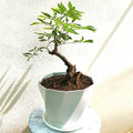 Bonsaii Tree