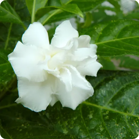 Cape jasmine