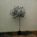 leea_plant_tizardin