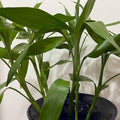 lucky_bamboo_soil_tizardin.mu