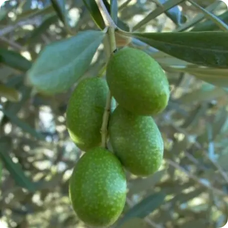 Olive tree