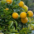orange-fruit_tree_provin_tizardin