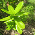 quatre-epice_plant