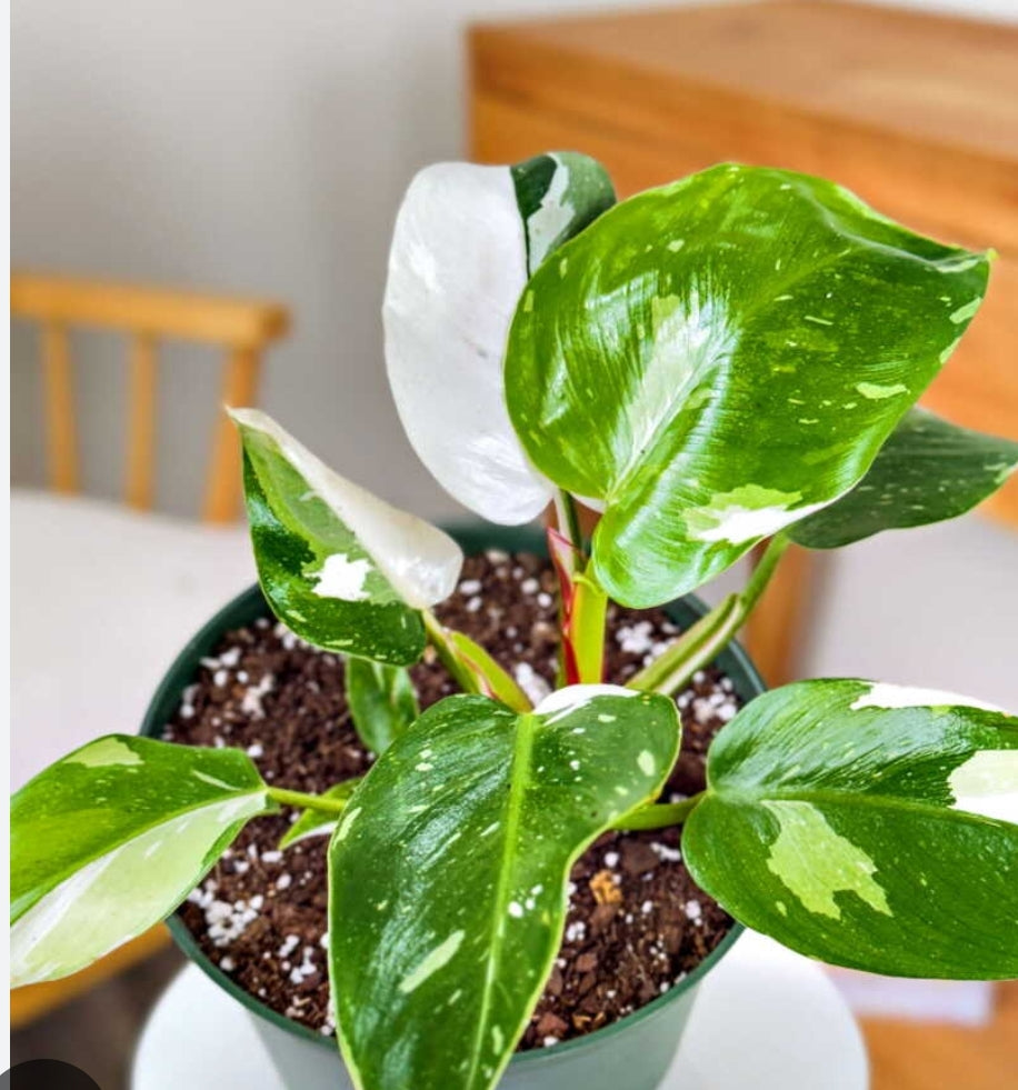 Philodendron Princess