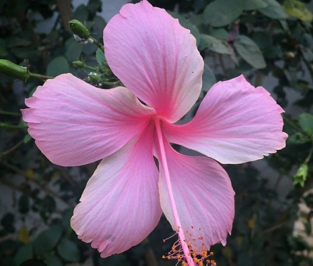 Hibiscus_Pink-tizardin.mu
