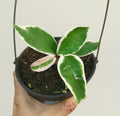 Hoya Variegated