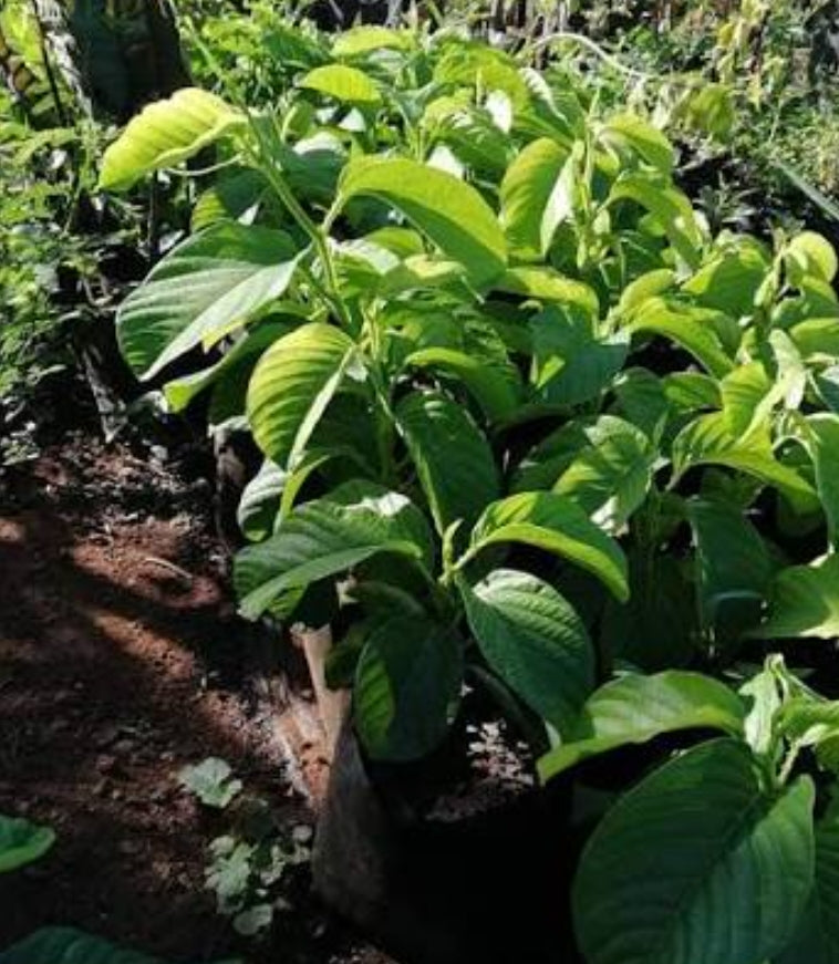 Passion Fruit Tree