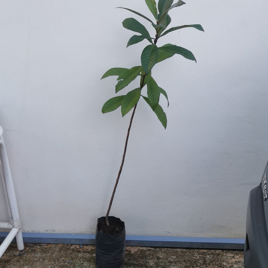 Bibasse Fruit Tree - Loquat Fruit Tree for Sale in Mauritius | Tizardin ...