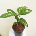 Dieffenbachia_tizardin