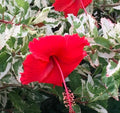 Hibiscus Var -Red