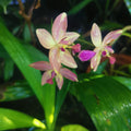 Orchid Spathoglottis