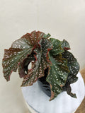 Begonia Maculata(rare plant)