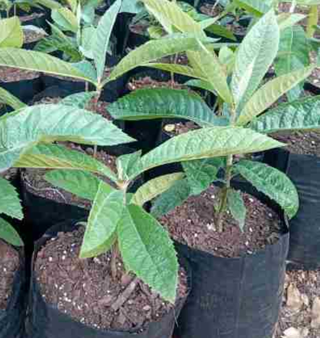 Bibasse Fruit Tree - Loquat Fruit Tree for Sale in Mauritius | Tizardin ...