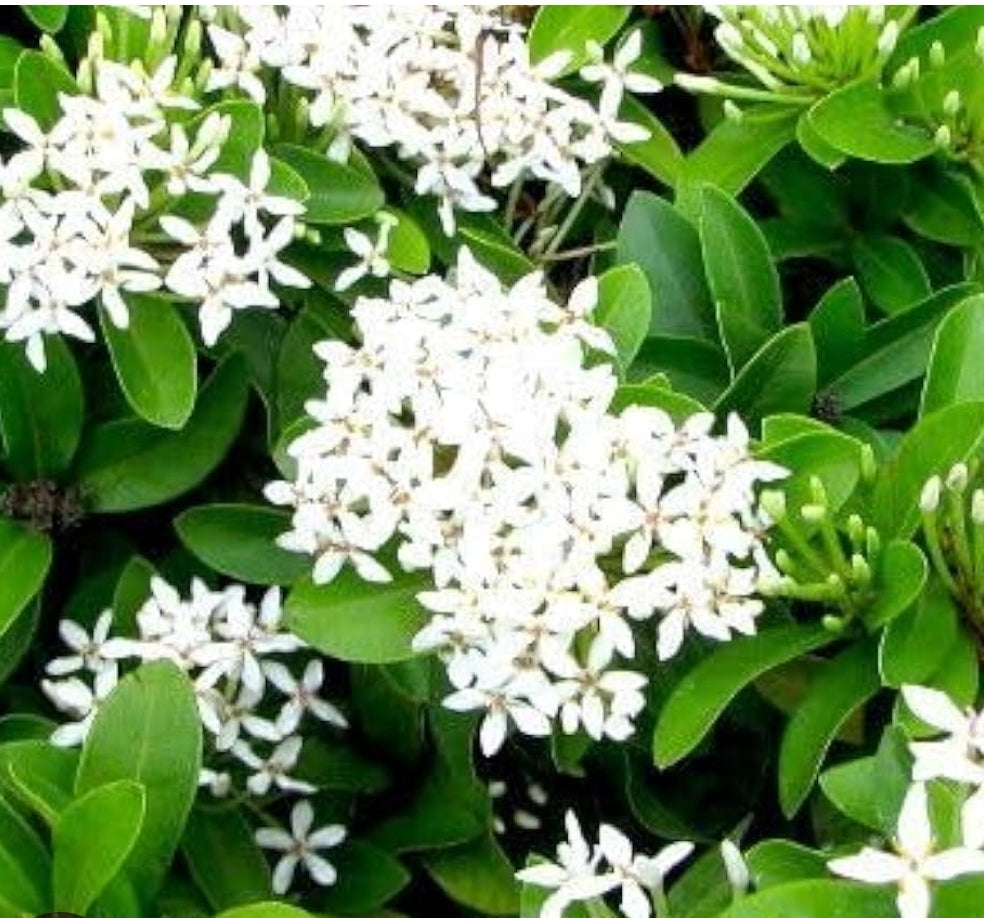 Ixora