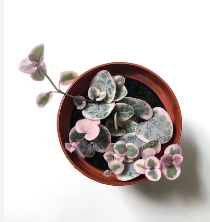 String of Hearts Var