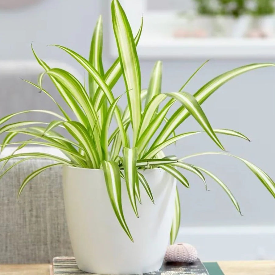Spider Plant