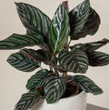Ornata