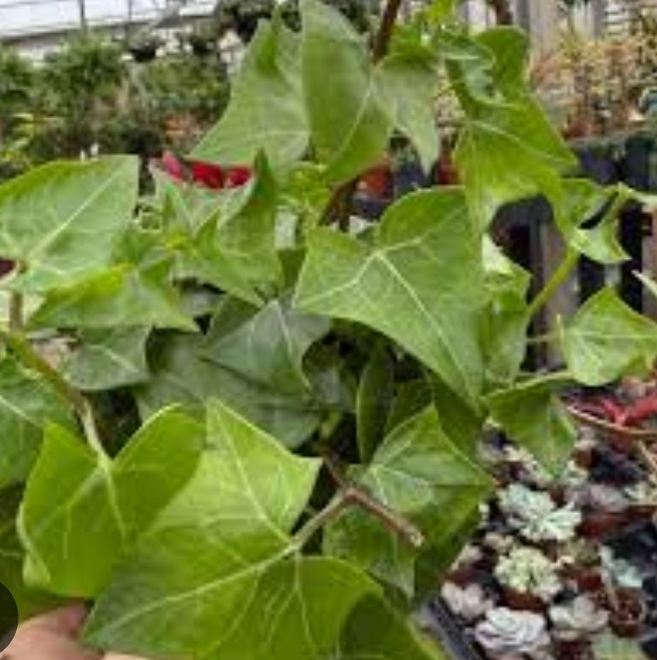 English ivy - Green