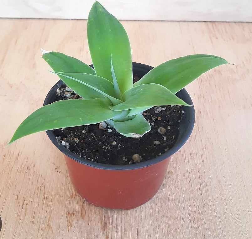 Agave Foxtail