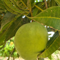 Mango Pomme
