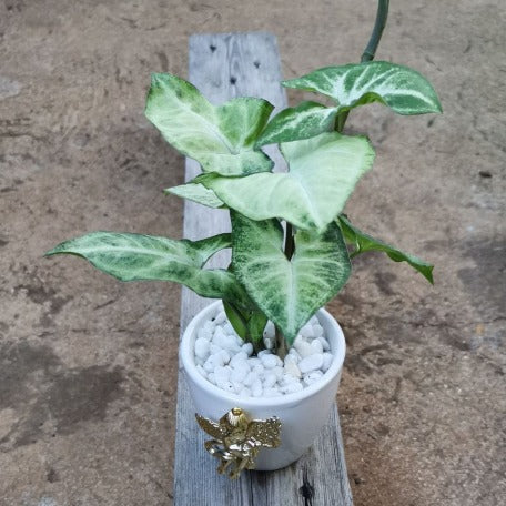White Butterfly