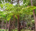 Fandia Tree fern