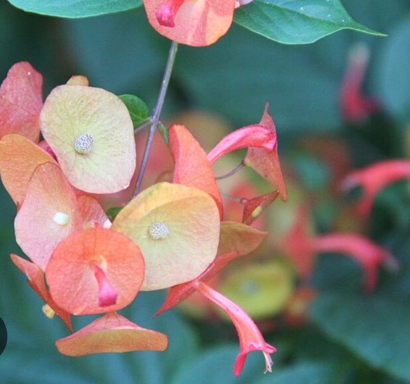 Chinese Hat Plant