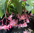 Wax Begonia