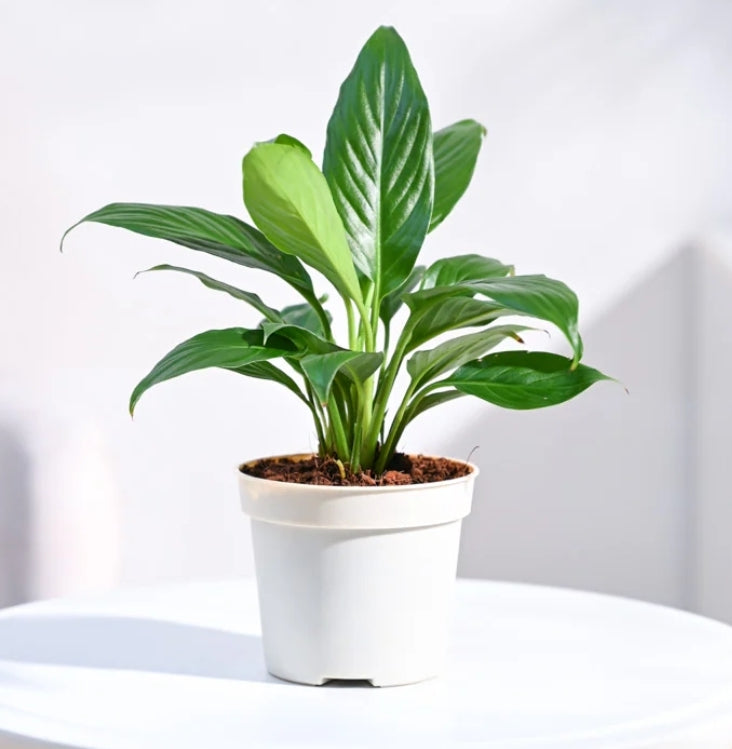 Peace Lily