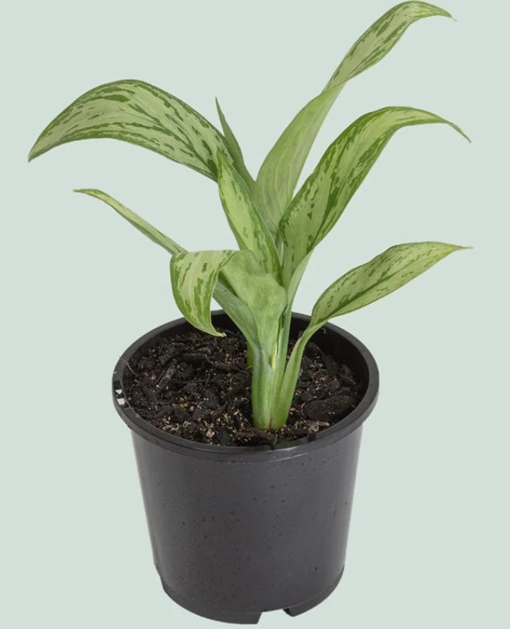 Aglaonema l Nitidum