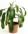 Dracaena money plant Green