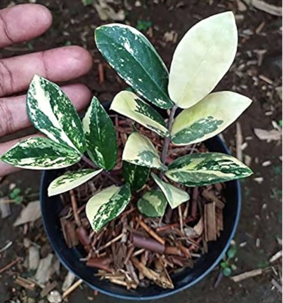 ZZ Plant